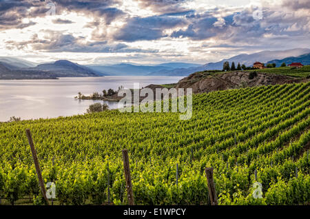 Vignes au-dessus du lac Okanagan à Penticton, Colombie-Britannique, Canada. Banque D'Images