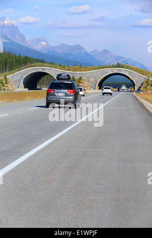 Traversée du pont de la faune sur l'autoroute transcanadienne, Banff National Park, Alberta, Canada Banque D'Images