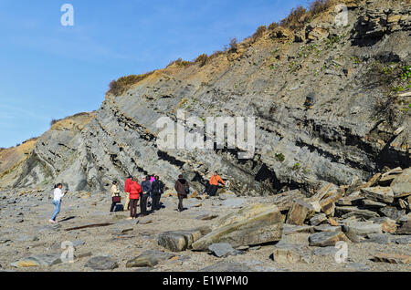 Chasse aux touristes pour les fossiles de l'âge carbonifère du charbon de forêts qui sont découverts dans les falaises fossilifères de Joggins par la baie o Banque D'Images