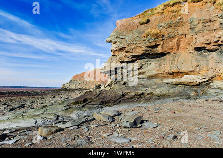 Falaises fossilifères de Joggins où les marées de Fundy Bay exposer les fossiles du Carbonifère forêts datant du Carbonifère il y a 300 millions d'années. Banque D'Images