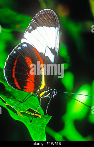 Cydno Longwing, Papillon Heliconius cydno galanthus) (homme, vue ventrale, SE le Mexique à E Costa Rica Banque D'Images