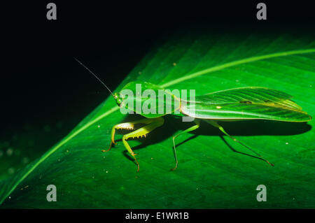 Mante religieuse à capuchon (Choeradodis rhombicollis) déguisés en feuille, rainforest, Costa Rica Banque D'Images