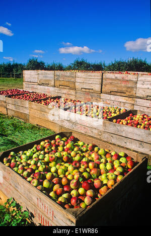 Des boîtes de pommes, Old Post Road, Grand Pré, vallée de l'Annapolis, en Nouvelle-Écosse, Canada Banque D'Images