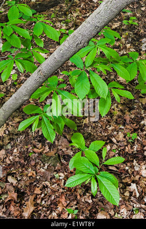 Sylmar tree ( Asimina triloba ). Dans la forêt carolinienne de l'Escarpement du Niagara. Woodend de conservation dans la région de Niagara de verdure Banque D'Images