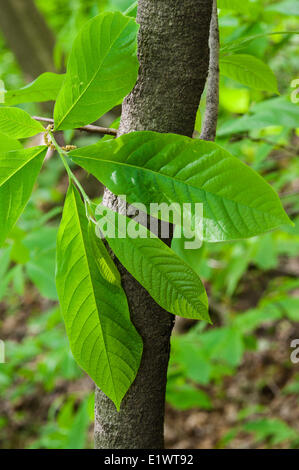 Sylmar tree ( Asimina triloba ). Dans la forêt carolinienne de l'Escarpement du Niagara. Woodend de conservation dans la région de Niagara de verdure Banque D'Images