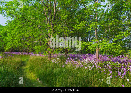 Le noyer noir (Juglans nigra) Dame's Rockets (Hesperis matronalis) dans la forêt carolinienne. Lieu historique national Ruthven Park Banque D'Images