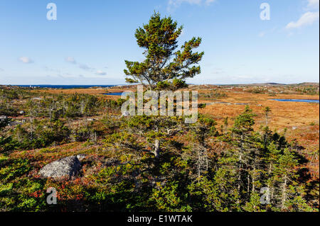 L'Épinette rouge (Picea rubens) arbres. Zone de conservation de Peggys Cove, en Nouvelle-Écosse. Le Canada. Banque D'Images