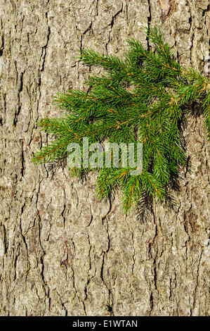 Arbre généalogique de l'Épinette rouge (Picea rubens). La Nouvelle-Écosse. Canada Banque D'Images