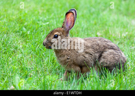 Le lièvre (Lepus americanus) avec des mesures sur son visage dans le parc national Kouchibouguac, Nouveau-Brunswick, Canada