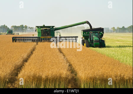 Une moissonneuse-batteuse équipée d'un rabatteur sur l'en-tête, des coupes droites alors que le canola permanent tarière la récolte dans un grain Banque D'Images