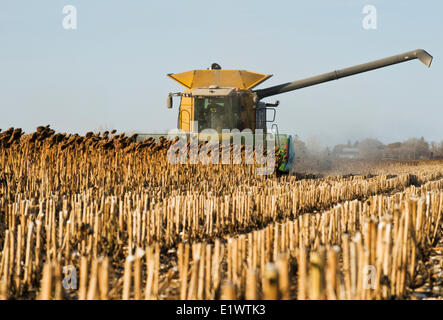 Une moissonneuse-batteuse travaille dans une récolte à maturité, prêt tournesol noir champ, près de Dugald (Manitoba), Canada Banque D'Images