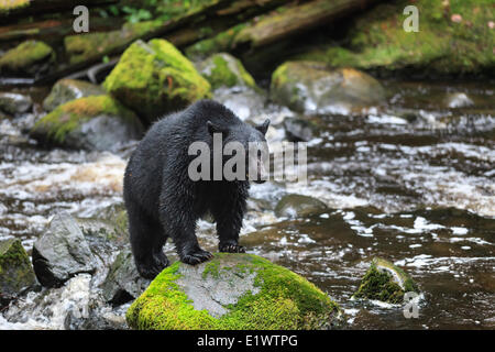 Ours noir, Ursus americanus, debout sur le roc, Thornton Creek, l'île de Vancouver, Colombie-Britannique, Canada Banque D'Images
