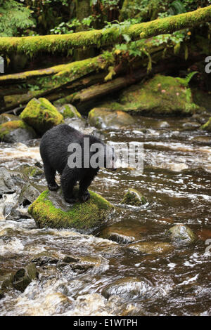 Ours noir, Ursus americanus, debout sur le roc, Thornton Creek, l'île de Vancouver, Colombie-Britannique, Canada Banque D'Images