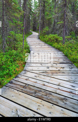 Promenade sur le sentier Spruce Bog, Algonquin Provincial Park, Ontario, Canada Banque D'Images