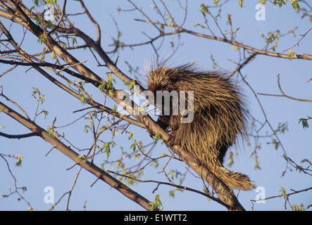 Le porc-épic (Erethizon dorsatum) des profils dans le cerisier (Prunus pensylvanica) arbre est un rongeur avec un manteau épines pointues ou épic Banque D'Images