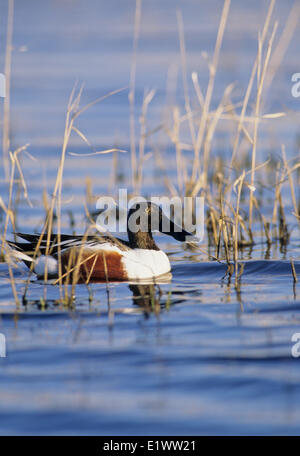 Le Canard souchet (anus clypeata) mâle adulte. Immanquable dans l'hémisphère nord en raison de sa grande loi spatulé. Rss par Banque D'Images