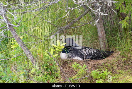 Plongeon huard (Gavia immer) adulte sur nid habituellement trouvés sur les îles à proximité de l'eau de pointe où les prédateurs terrestres ne peuvent pas Banque D'Images