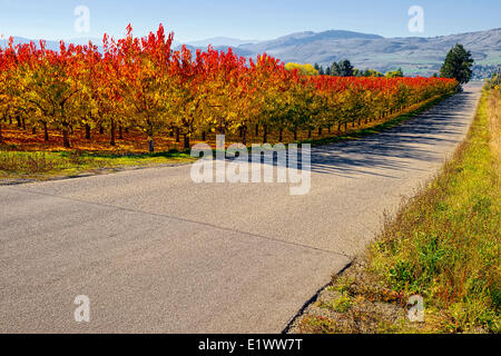 Vernon, Colombie-Britannique--soleil de l'après-midi avec la fin d'octobre les feuilles d'automne sur les arbres fruitiers en verger--Rouge-jaune-vert 3 bandes distinctes de couleur Banque D'Images