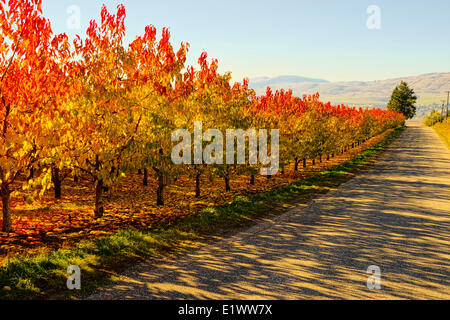 Vernon, Colombie-Britannique--soleil de l'après-midi avec la fin d'octobre les feuilles d'automne sur les arbres fruitiers en verger--Rouge-jaune-vert 3 bandes distinctes de couleur Banque D'Images