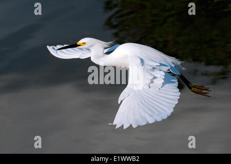 Des profils aigrette neigeuse (Egretta thula), le sud de la Floride, USA Banque D'Images