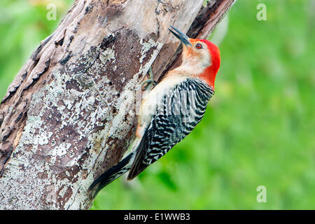 Pic à ventre rouge (Melanerpes carolinus) le sud de la Floride, USA Banque D'Images