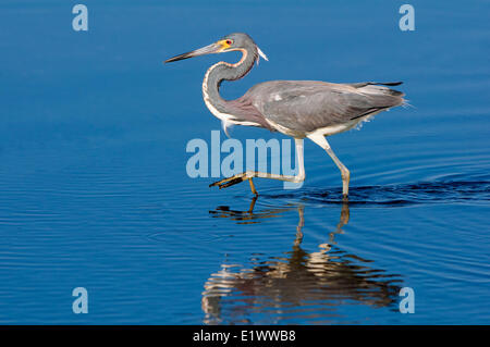 Des profils Aigrette tricolore (Egretta tricolor), la chasse dans les eaux peu profondes, le sud de la Louisiane, États-Unis Banque D'Images