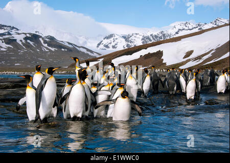 Le manchot royal (Aptenodytes patagonicus), Saint Andrews Bay, île de la Géorgie du Sud, l'Antarctique Banque D'Images