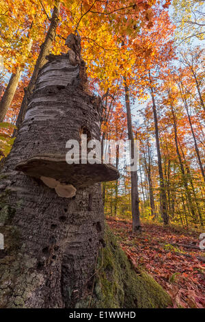Grand champignon sur une souche avec les feuilles d'automne partout sur le sol. Les feuilles colorés tremble érable sont vus dans la distance Banque D'Images