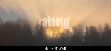 Le soleil qui brille à travers le brouillard crée "dieu du Soleil" alors que l'aube vient au parc Algonquin, en Ontario. Banque D'Images