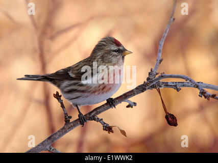 Acanthis flammea Sizerin flammé,, est perché sur un arbre de la cerise, de la Saskatchewan, Canada Banque D'Images