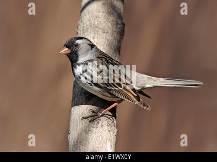 Le Bruant de Harris, Zonotrichia querula, perché sur une branche, en Saskatchewan, Canada Banque D'Images