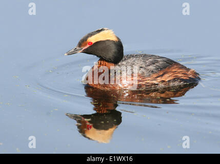 Grèbe esclavon Podiceps auritus,, natation dans un lac de la Saskatchewan Banque D'Images