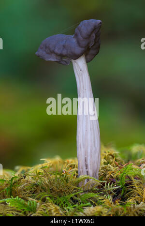 Morille Helvella vespertina - Beaver Lake Victoria, BC Banque D'Images