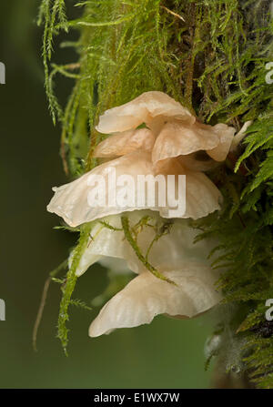 À Marasmiellus candidus, growing on tree entre moss, Beaver Lake, Victoria, Colombie-Britannique, Canada Banque D'Images