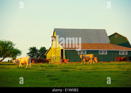 Le bétail et la grange, North Wiltshire, Prince Edward Island, Canada Banque D'Images