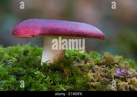 Russula xerampelina mushroom - Beaver Lake Park, Victoria BC Banque D'Images