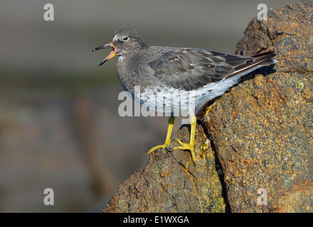 Surfbird - Oak Bay, BC Banque D'Images