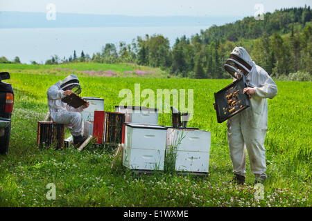 Les apiculteurs dans leurs vêtements de protection l'examen de l'état de leurs ruches. Dans l'arrière-plan est le fleuve Saint-Laurent. Le sm Banque D'Images