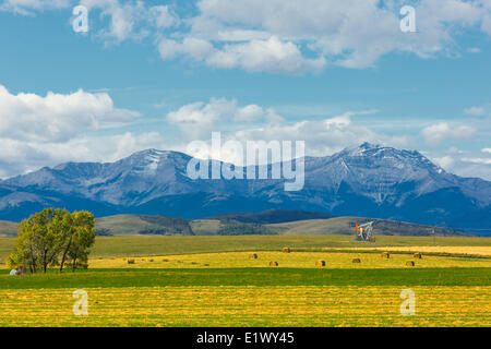 Les terres agricoles, contreforts, Longview, Alberta, Canada Banque D'Images