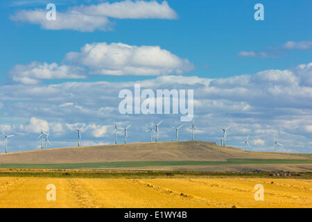 Éoliennes, contreforts, Cowley Ridge, Alberta, Canada Banque D'Images