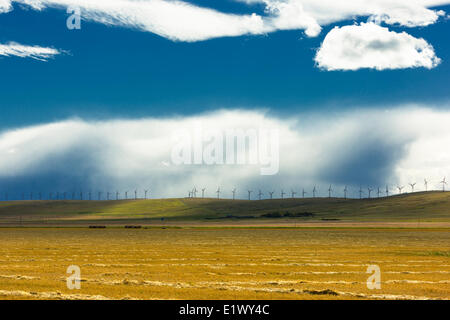 Éoliennes, contreforts, Cowley Ridge, Alberta, Canada Banque D'Images