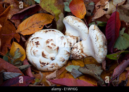 Le champignon du pin aux champignons sauvages ( Tricholoma matsutake (Armillaria) ponderosum ) chasse d'automne Roberts Creek Sunshine Coast (C.-B.) Banque D'Images