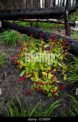 Blite, fraise chenopodium capitatum, parmi les arbres brûlés après l'incendie de forêt, Alberta, Canada Banque D'Images