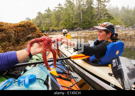 Un kayakiste femme touche une étoile de mer (Orthasterias koehleri) alors que l'exploration dans les eaux autour de Dodd Île dans l'île brisée Banque D'Images