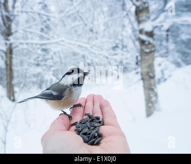 Mésange à tête noire (Poecile atricapillus) est un petit passereau d'Amérique du Nord, non migrateur, l'alimentation à la main Banque D'Images