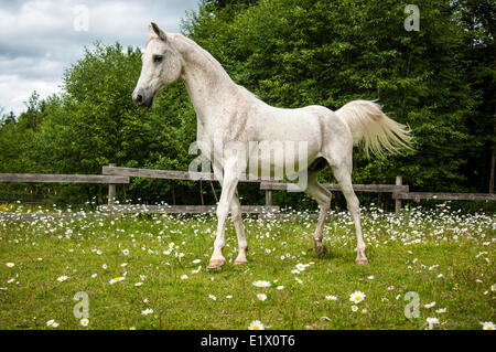 Un cheval arabe blanc se dresse dans un champ de marguerites à Courtenay, Colombie-Britannique, Canada Banque D'Images