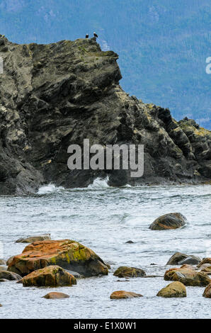 Le pygargue à tête blanche donnent sur l'océan Atlantique, le parc national du Gros-Morne, à Terre-Neuve, Canada Banque D'Images