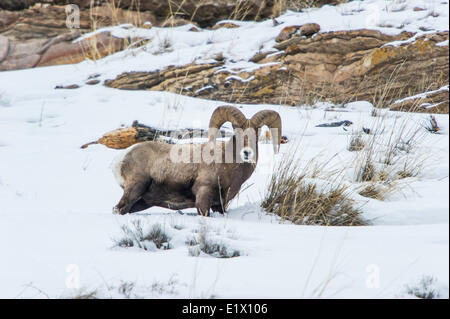 Bighorn (Ovis canadensis) mâles. La faune du parc de Yellowstone à Lamar Valley Falls Mammouth , Bretagne France Banque D'Images