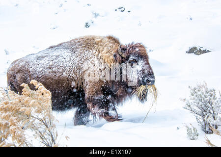 Le bison d'Amérique (Bison bison), la faune du parc de Yellowstone à Lamar Valley Falls Mammouth , Bretagne France je Banque D'Images