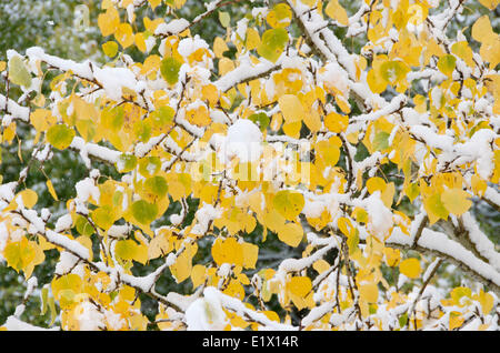 Close-up première neige tombée sur des feuilles de peuplier ou de tremble dans les couleurs d'automne. (Populus tremuloides). Le parc national Jasper Banque D'Images